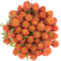 Gomphrena orange 40