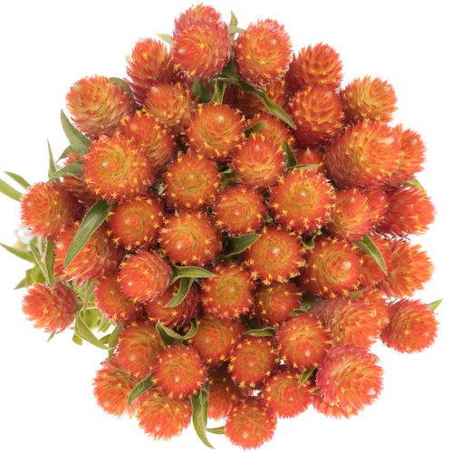 Gomphrena orange 40