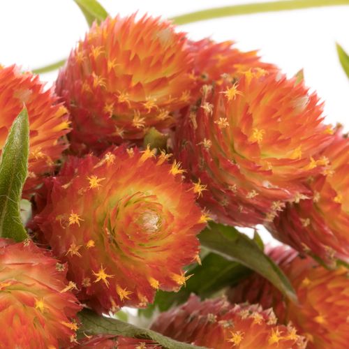 Gomphrena orange 40