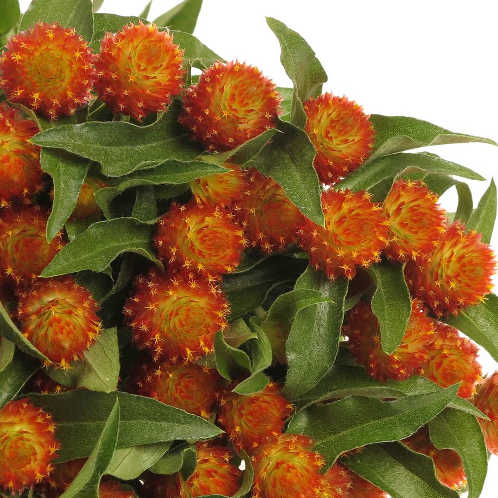 Gomphrena orange 40cm