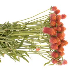 Gomphrena orange 40