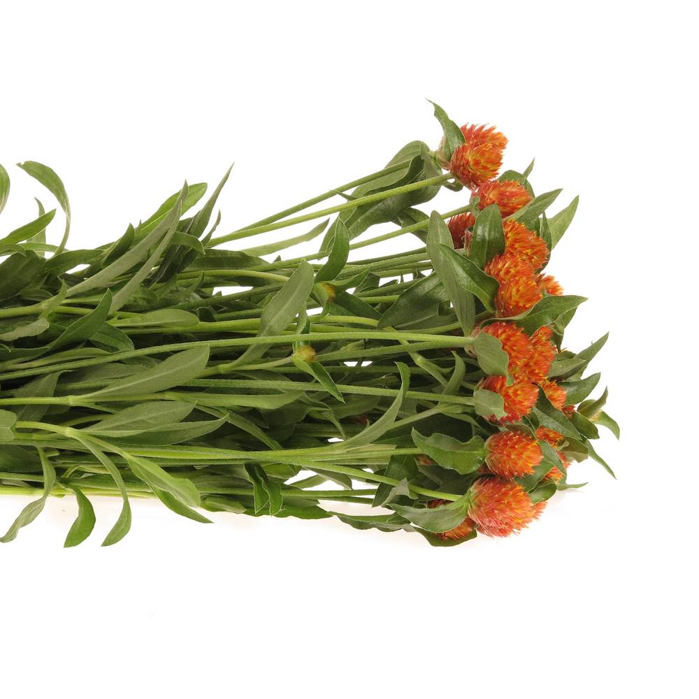 Gomphrena orange 40cm