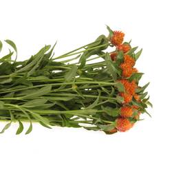 Gomphrena orange 40cm
