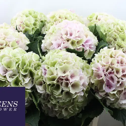 Hortensie hellrosa/grünGrande Cl Bol 23cm 80cm