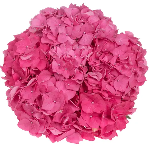 Hortensie rosa Rodeo RD 40cm