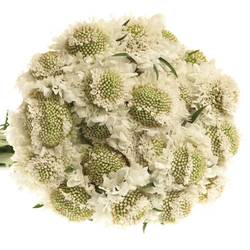 Scabiosa weiss Scoop White 65cm