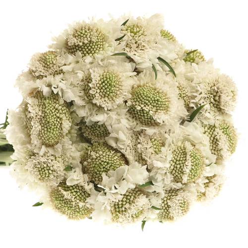 Scabiosa weiss Scoop White 65cm