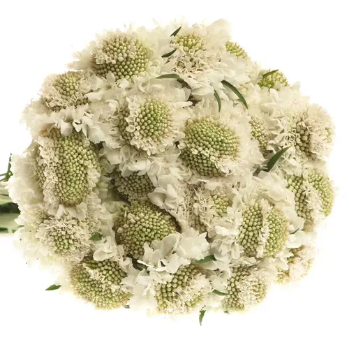 Scabiosa weiss Scoop White 65cm