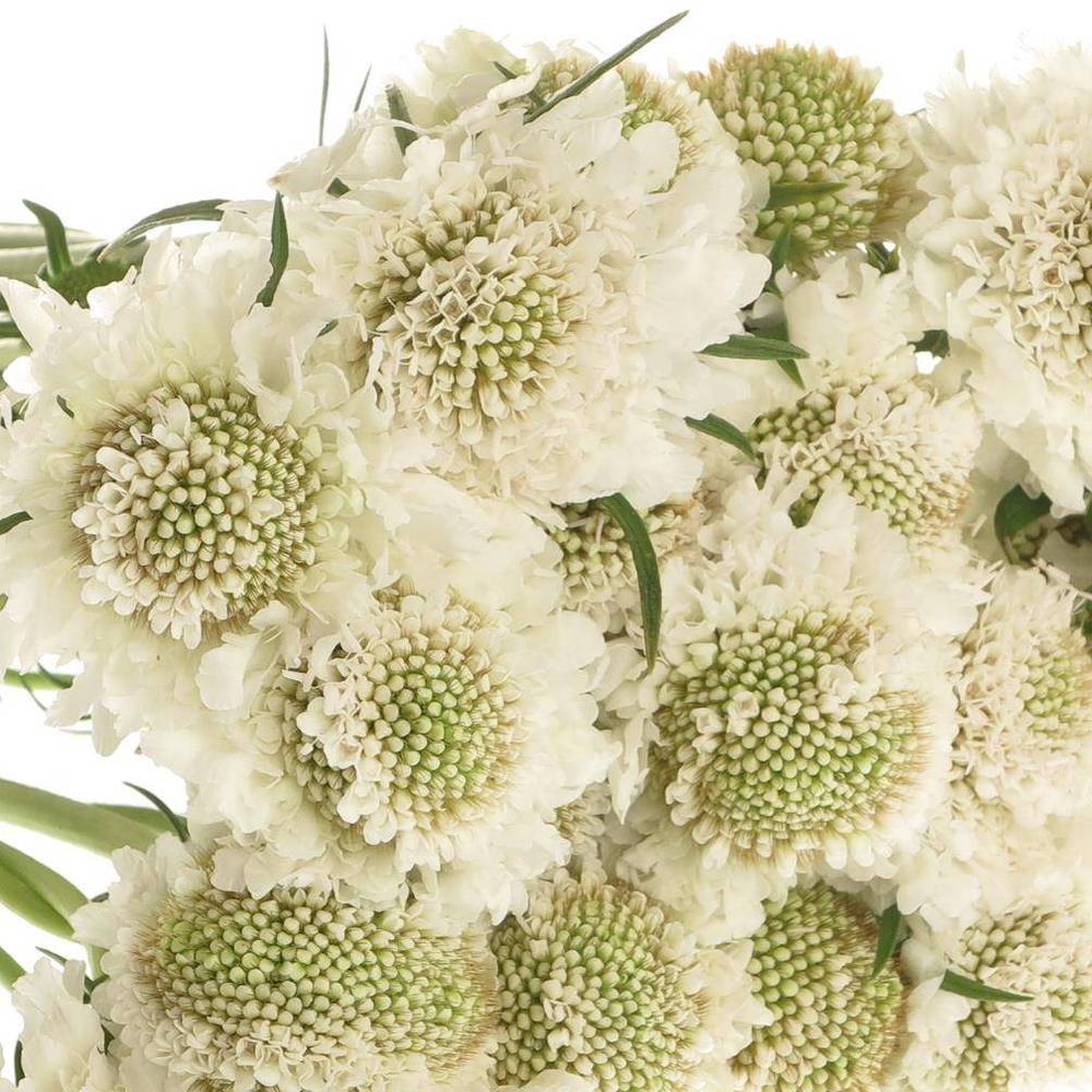 Scabiosa weiss Scoop White 65cm