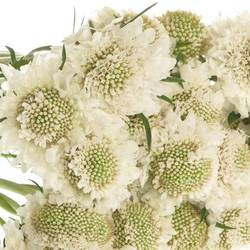 Scabiosa weiss Scoop White 65cm