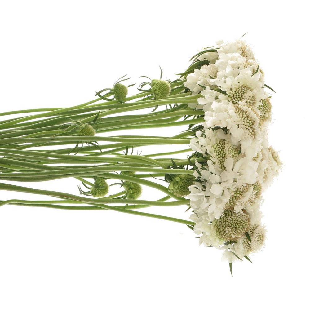 Scabiosa weiss Scoop White 65cm