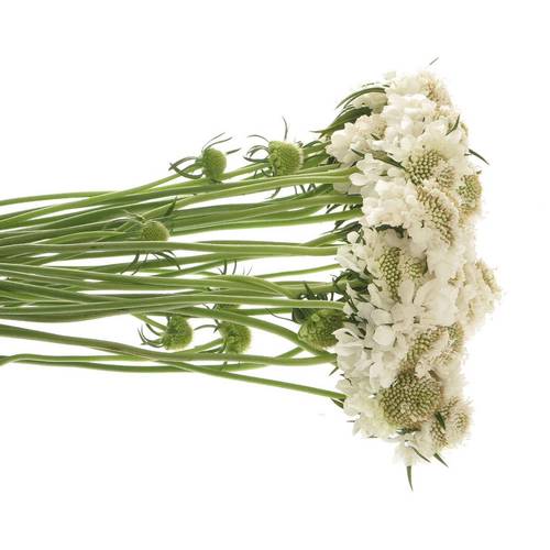 Scabiosa weiss Scoop White 65cm