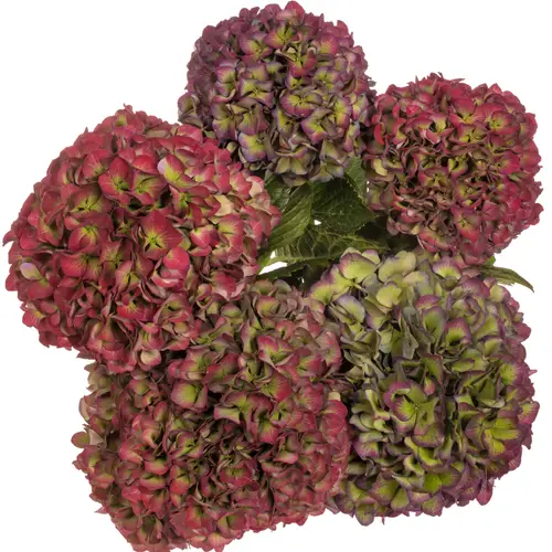 Hortensie lila/grün Glowing Alps classic Bol 16cm 40cm