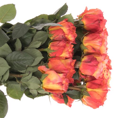 Rose orange Free Spirit (Ec) 50cm