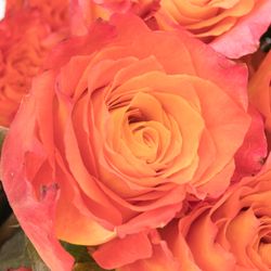 Rose orange Free Spirit (Ec) 50cm
