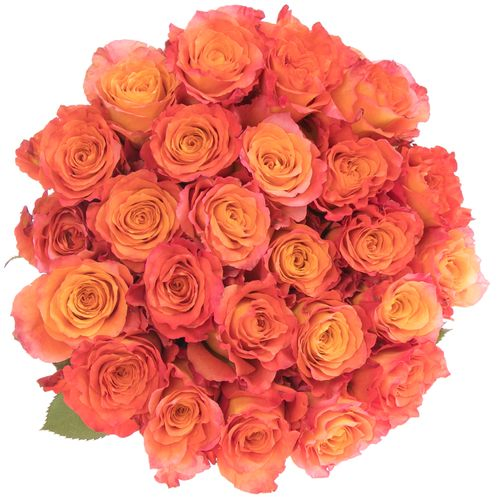 Rose orange Free Spirit (Ec) 50cm
