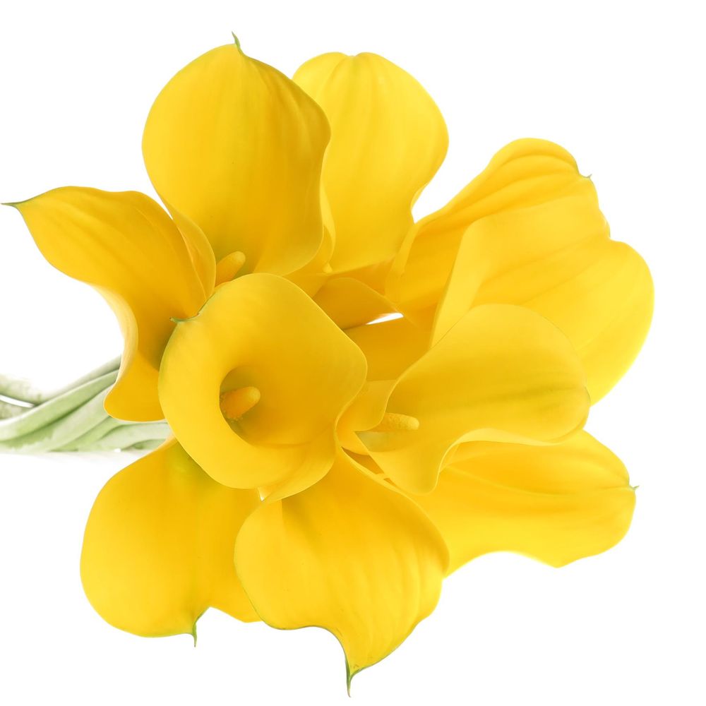 Calla gelb Goldcup 55cm