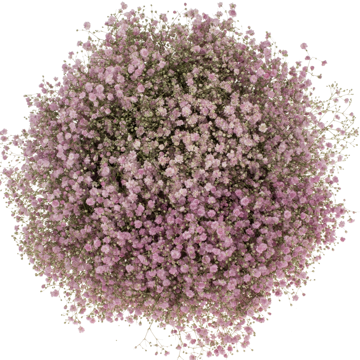 Gyps rosa My pink 60 Gramm 80cm