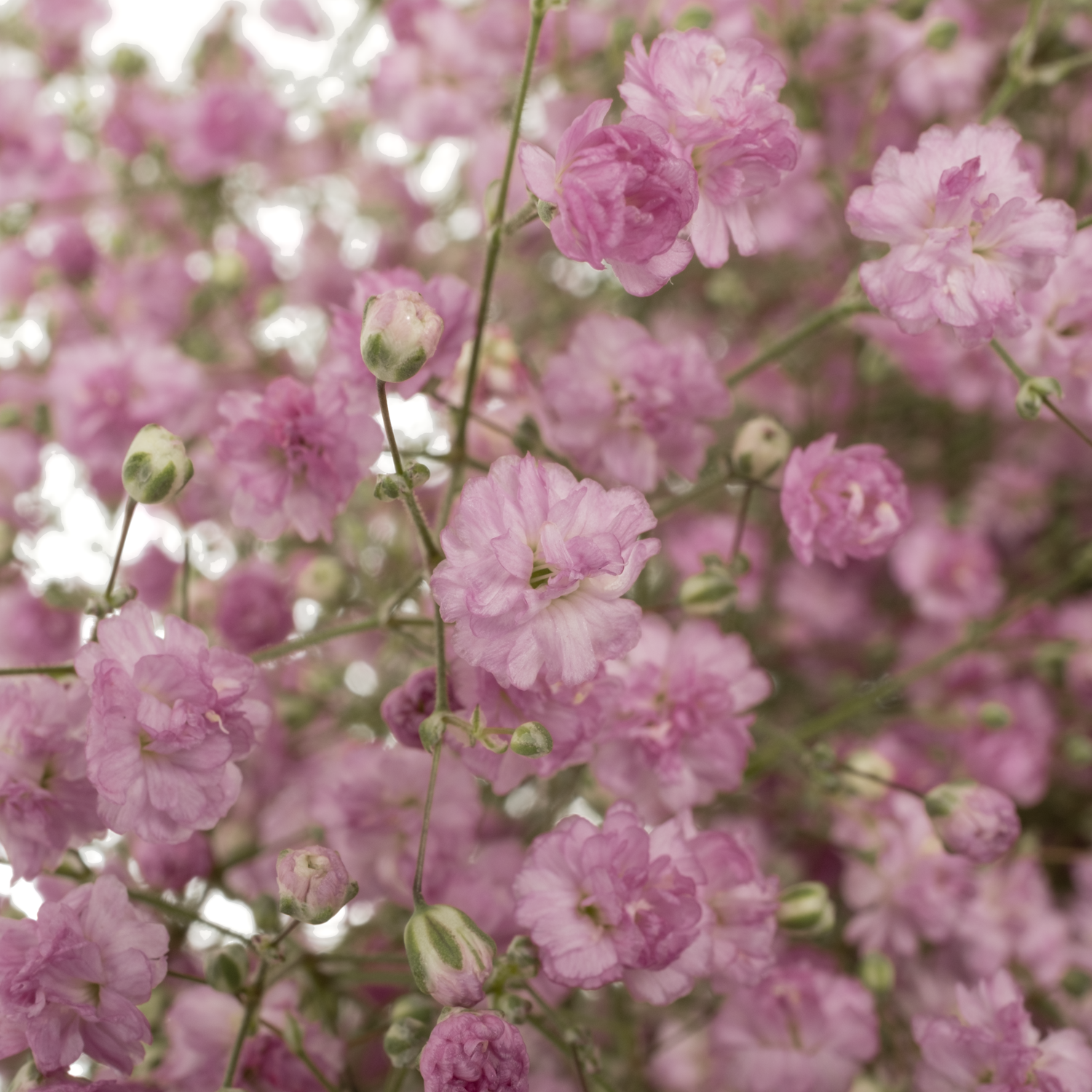 Gyps rosa My pink 60 Gramm 80cm