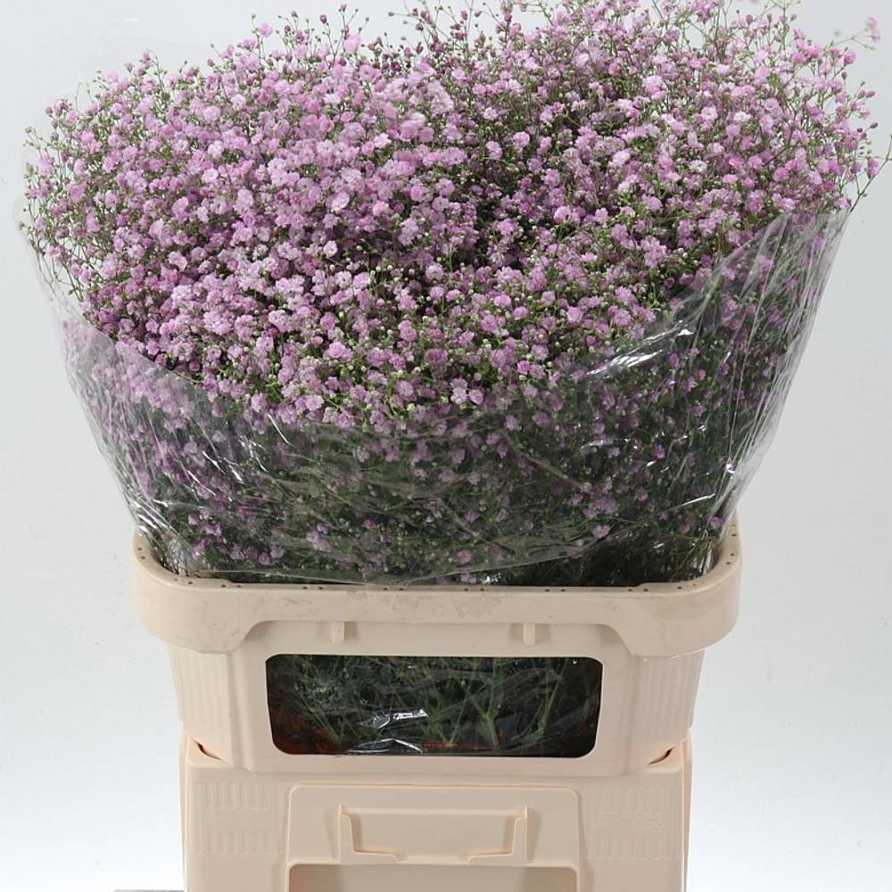 Gyps rosa My pink 75 Gramm 80cm