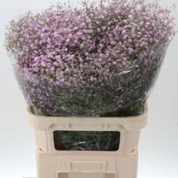 Gyps rosa My pink 75 Gramm 80cm