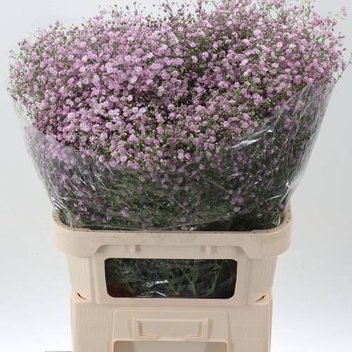 Gyps rosa My pink 75 Gramm 80cm