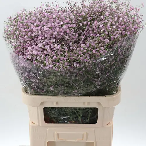 Gyps rosa My pink 75 Gramm 80cm