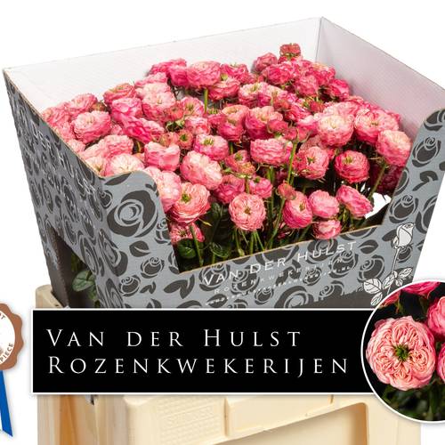 Rose verzweigt rosa/hell rosa Royal Blu Fancy 4+ 60cm