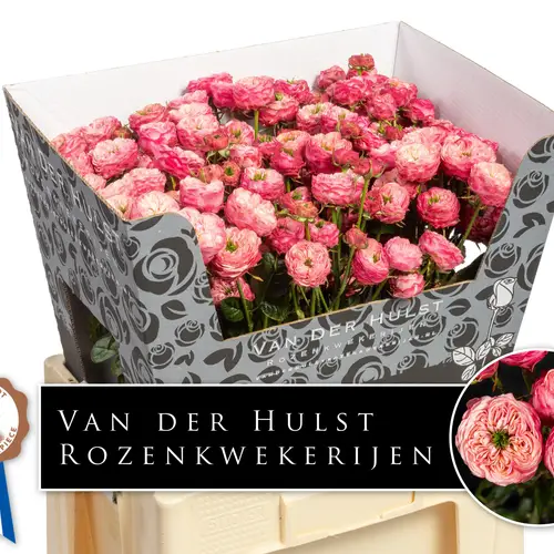 Rose verzweigt rosa/hell rosa Royal Blu Fancy 4+ 60cm