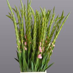 Gladiole hell rosa-rot Adrenalin 110 cm Extra lang
