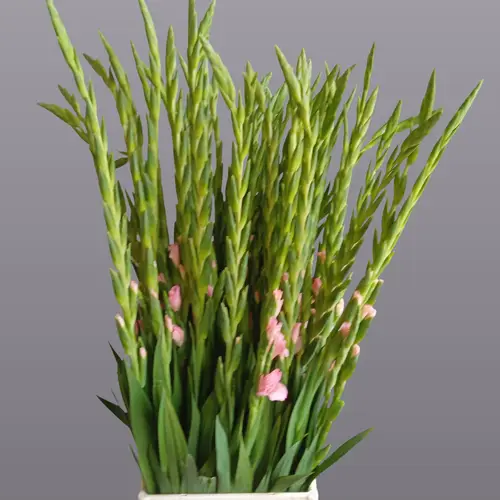 Gladiole hell rosa-rot Adrenalin 110 cm Extra lang
