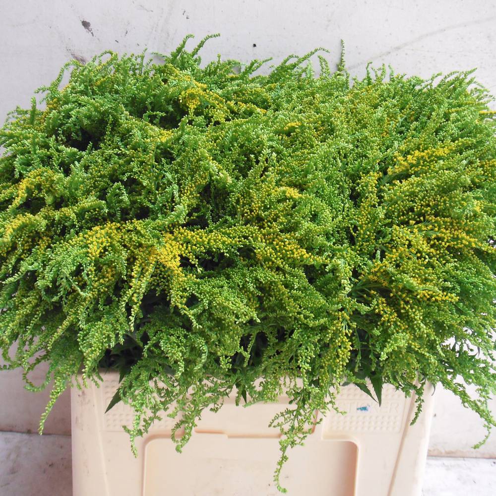 Solidago Talita gelb 60cm