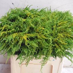 Solidago Talita gelb 60cm