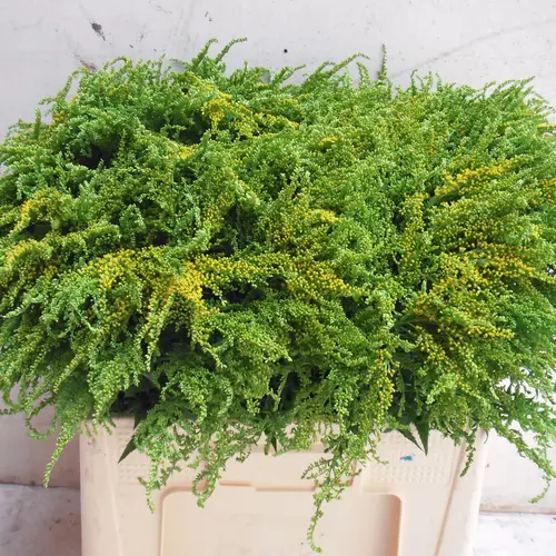 Solidago Talita gelb 60cm