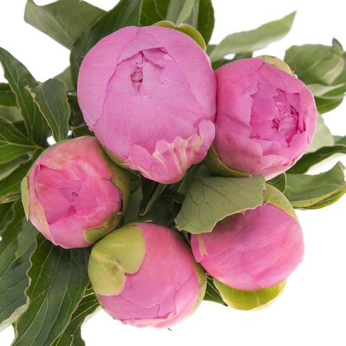 Pfingstrose pink gefüllt Jules 40cm