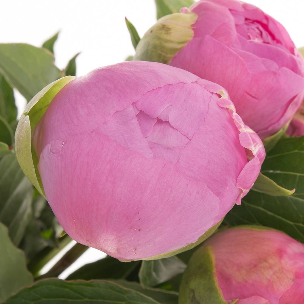 Pfingstrose pink gefüllt Jules 40cm