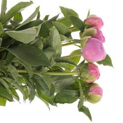 Pfingstrose pink gefüllt Jules 40cm