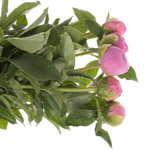 Pfingstrose pink gefüllt Jules 40cm