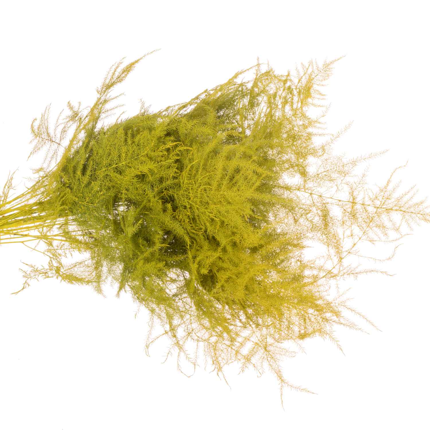 Plumosus gelb gefärbt 45cm (x25)