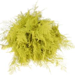 Plumosus gelb gefärbt 45cm (x25)