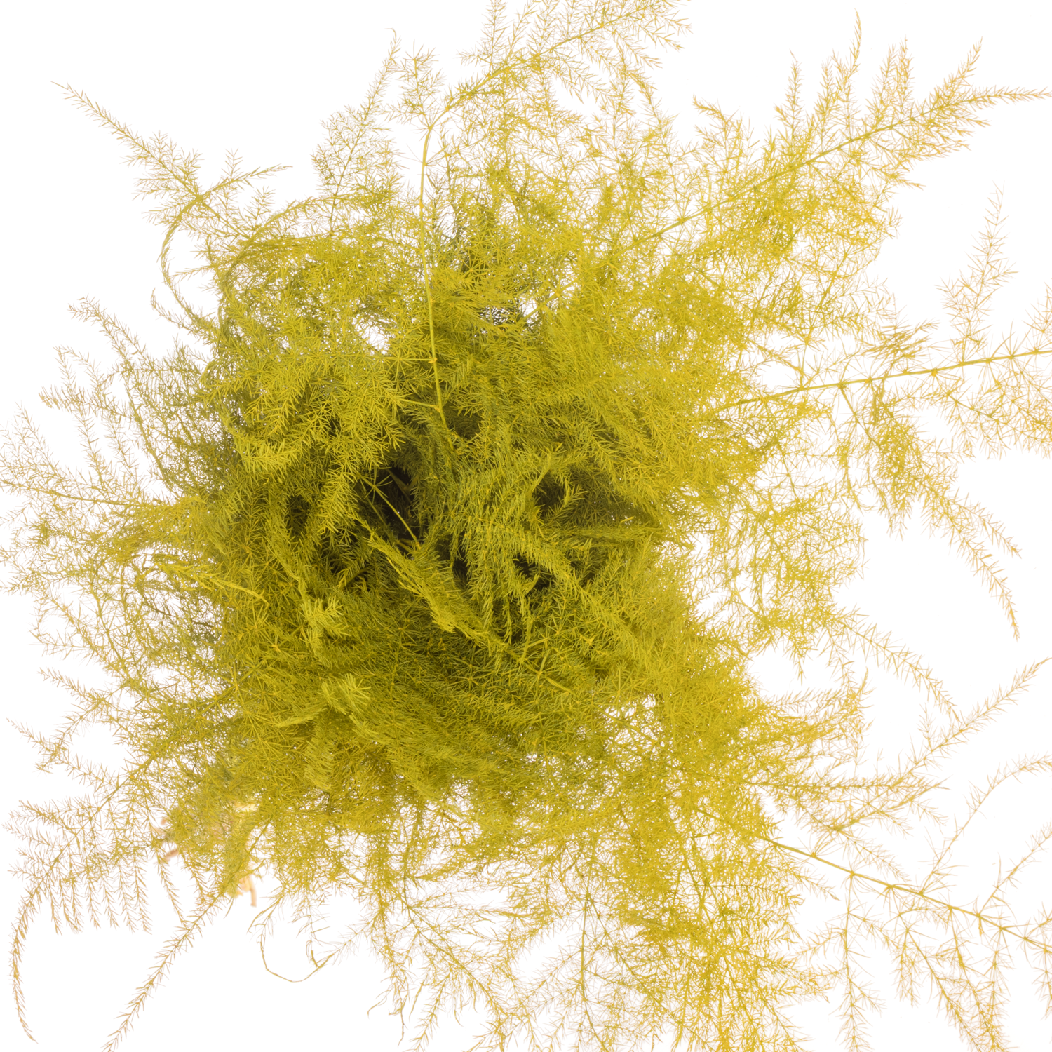 Plumosus gelb gefärbt 45cm (x25)