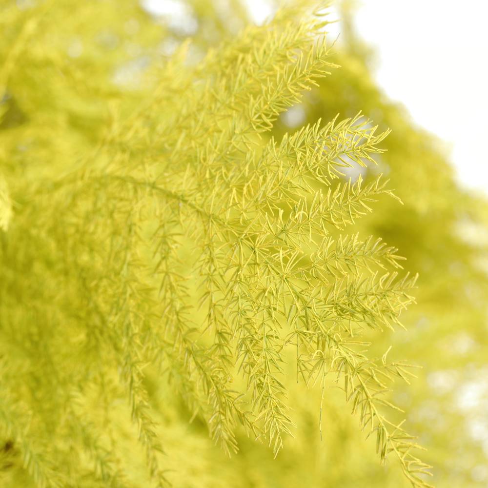 Plumosus gelb gefärbt 45cm (x25)