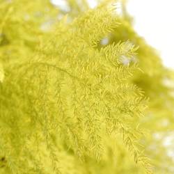 Plumosus gelb gefärbt 45cm (x25)