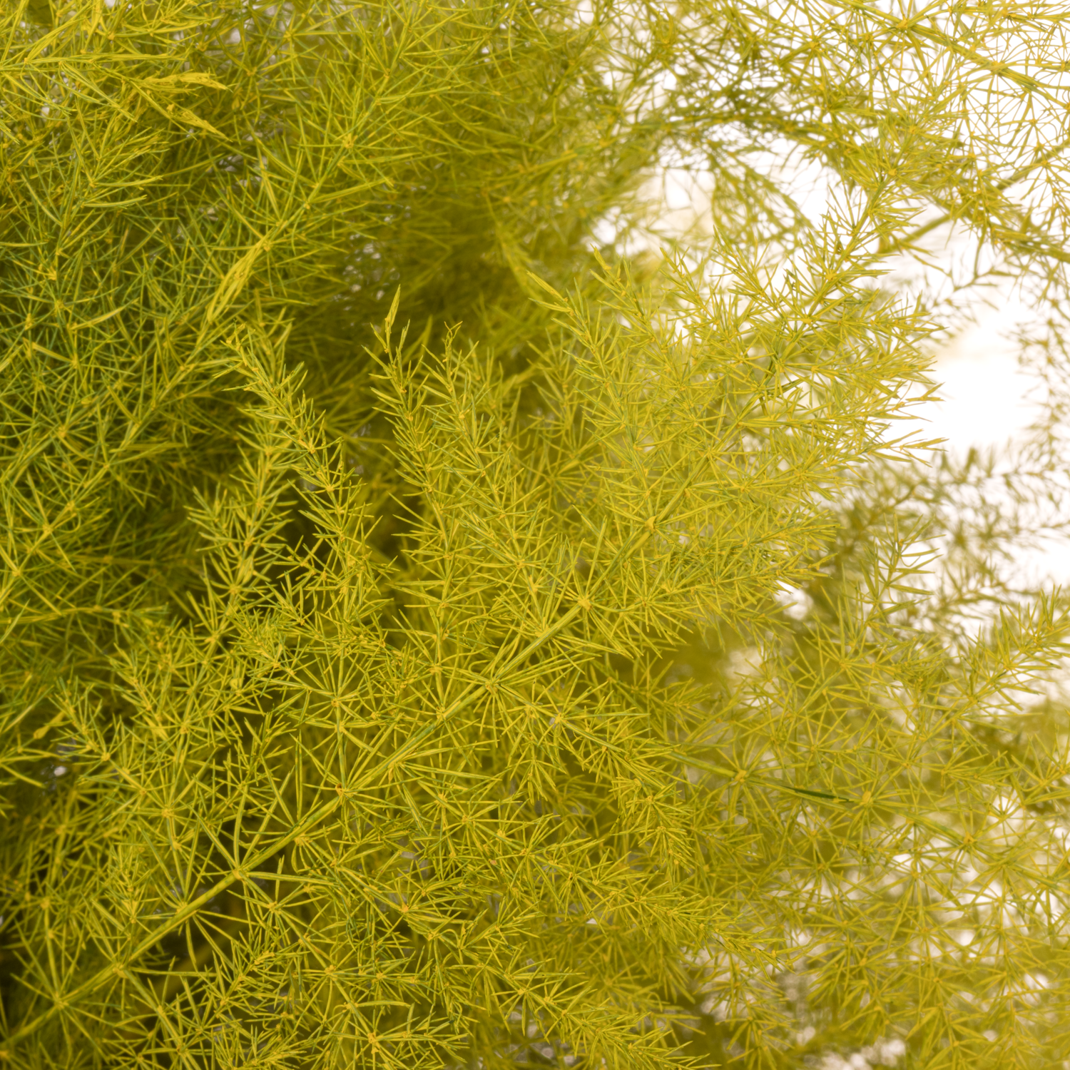 Plumosus gelb gefärbt 45cm (x25)