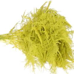 Plumosus gelb gefärbt 45cm (x25)