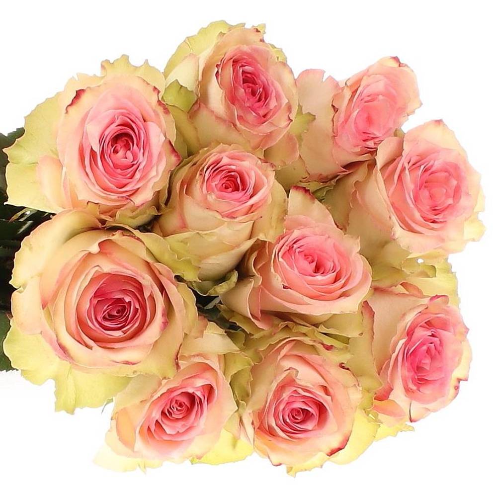 Rose creme/rosa Esperance (Ec) 60cm X10
