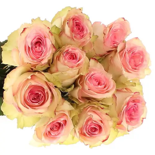 Rose creme/rosa Esperance (Ec) 60cm X10