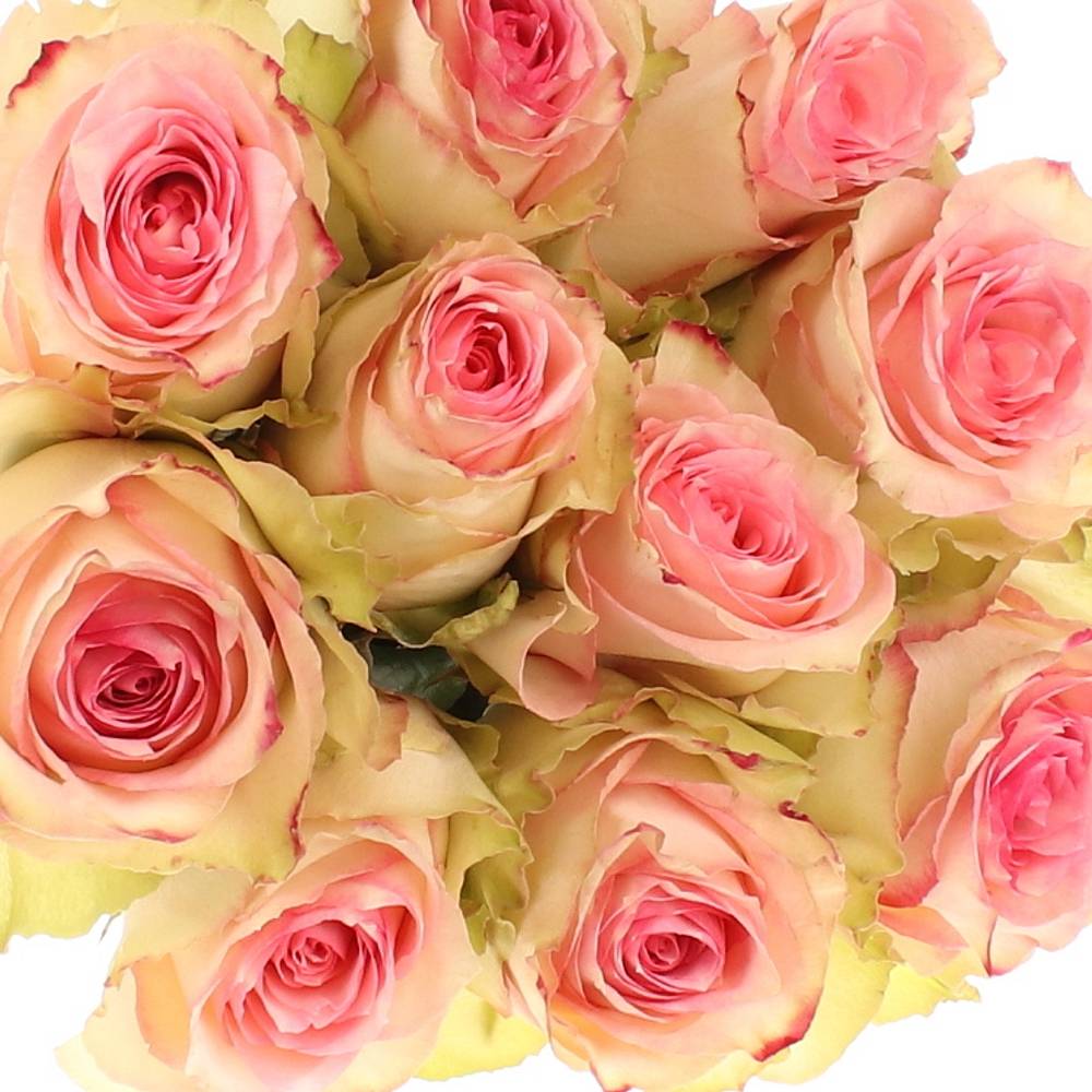 Rose creme/rosa Esperance (Ec) 60cm X10