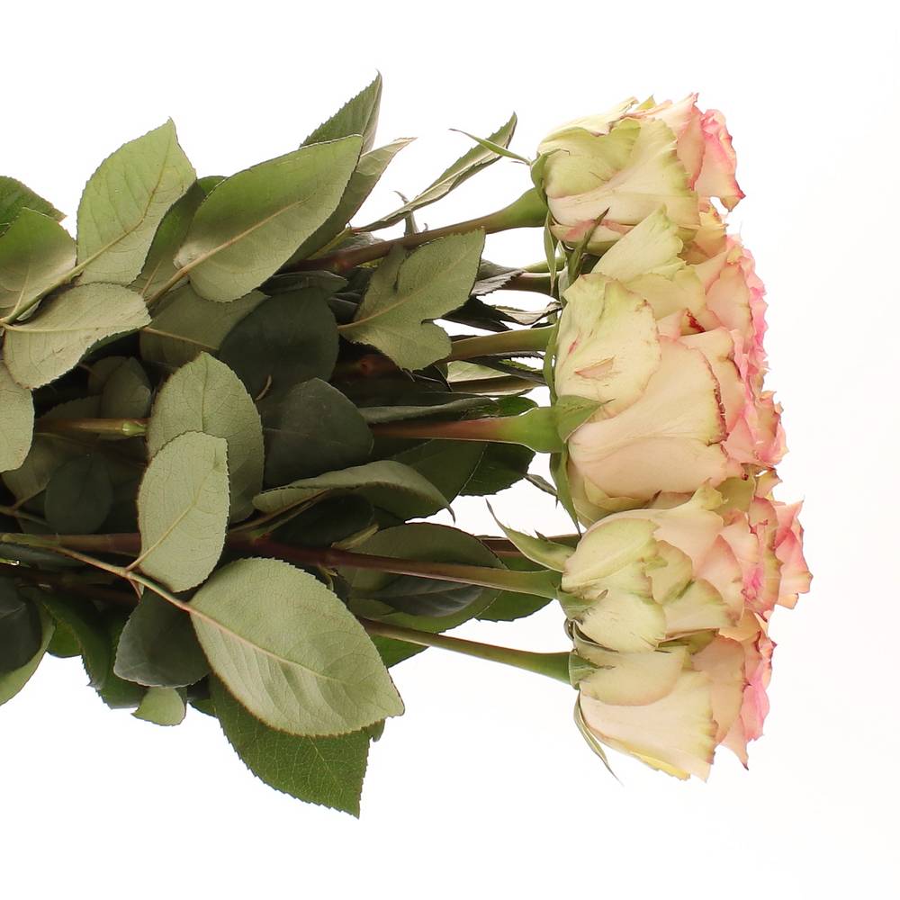 Rose creme/rosa Esperance (Ec) 60cm X10