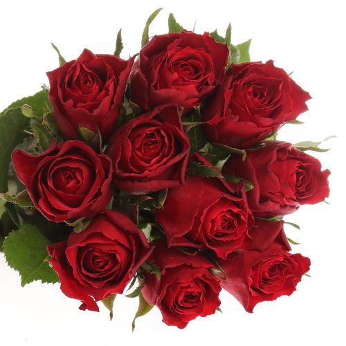 Rose rot Madam Red 40cm